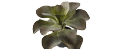 Kalanchoe Kunstpflanze