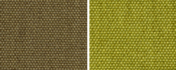 Petrus Iguana und Kiwi